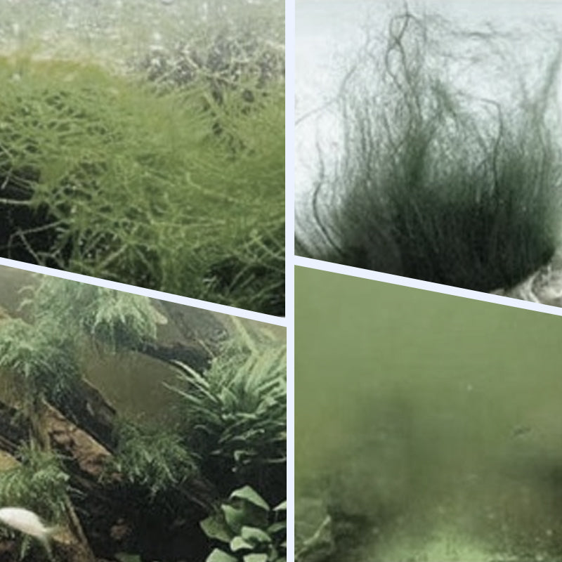 Algenbekämpfung im Aquarium